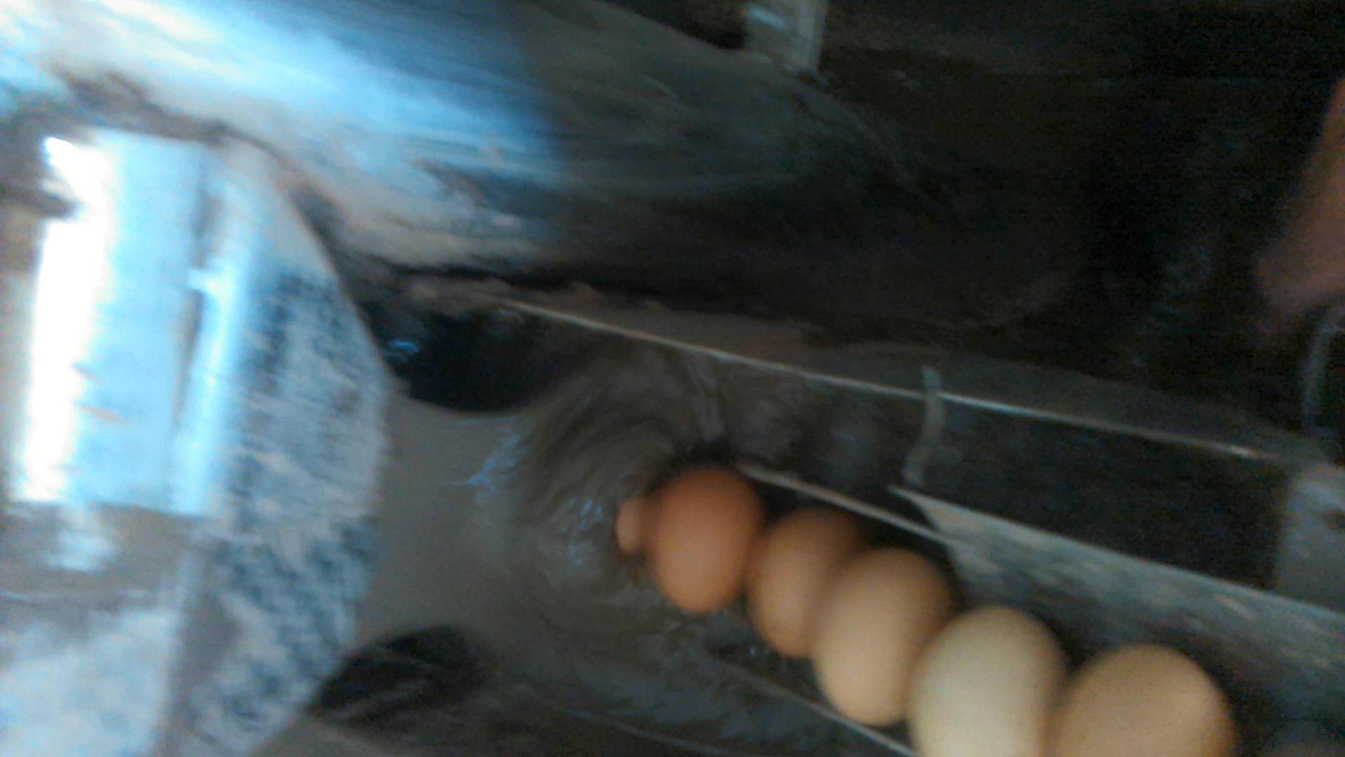 自动进蛋淋泥效果图