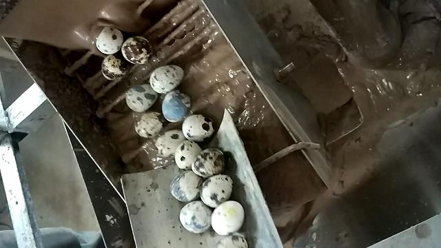 鹌鹑蛋自动变蛋机