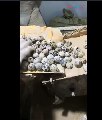 全不锈钢全自动鹌鹑皮蛋松花蛋机